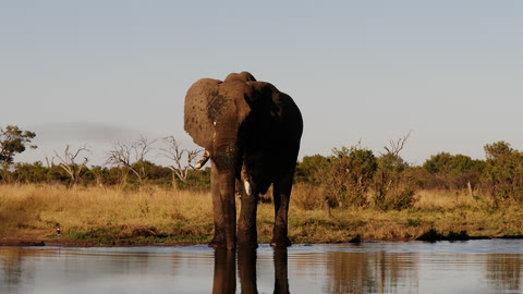 Rec.709 ohne kreativen Look: ein Elefant von vorne im Wasser.